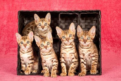 Kesinlikle Bayılacağınız 7 Kedi Cinsi