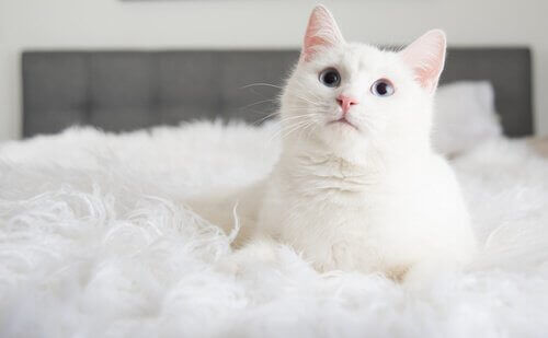 Kedi Sahiplenmek: Size Öğrettiği 3 Şey