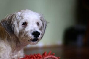 Köpeğinizin Gluten İntoleransı Olabilir Mi?