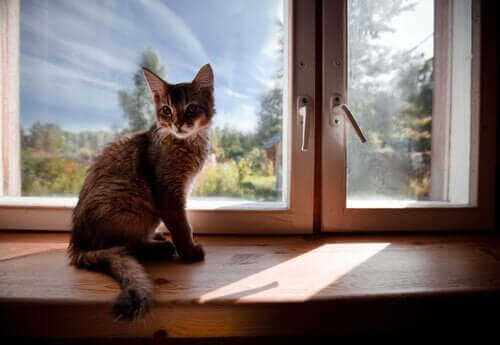 cam önünde oturan kedi