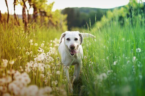 köpeğimi arı sokarsa: çiçeklerin arasında koşan beyaz köpek