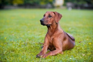 Köpeğimi Arı Sokarsa Ne Yapacağım?