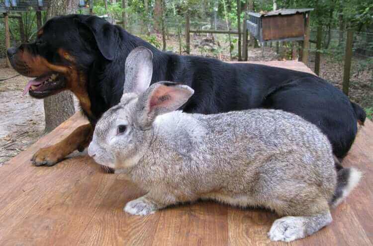 tavşan ve köpek