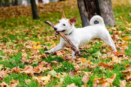 Köpeklerin Çubuklar ve Ağaç Dallarıyla Oynamasına İzin Vermenin Tehlikeleri
