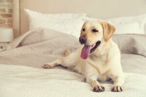 Dişi Köpeklerin En Doğurgan Olduğu Zaman Nedir?