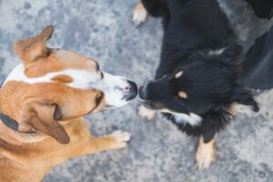 Eğitim görmüş iki köpek