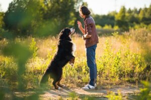 Köpek Eğitimi Hedefleri ve Komutları