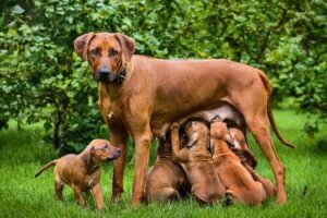 Köpeklerde Emzirme: Önemli Bilgiler