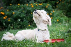 Köpeğim Bazı Şeyleri Neden Kokluyor?