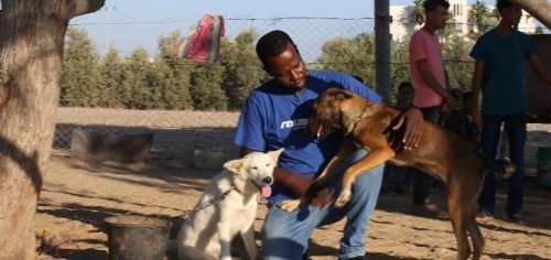 Gazze Köpekleri Yaşamak İçin Yeni Bir Yuva Buldu