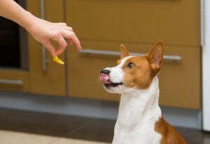 Köpekler İçin Gıda Takviyelerinden Haberdar Mısınız?