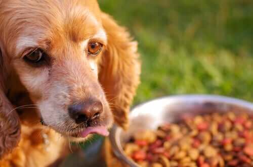 Hassas Mideli Köpekler için Beslenme Tavsiyeleri