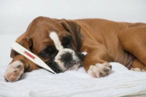 Hasta bir köpek
