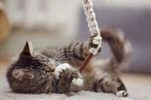 Evcil Hayvanınız İçin En İyi Hediyeler