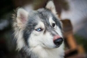 Köpeklerde Hıçkırığa Sebep Olan Şeyler