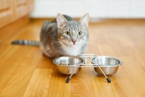 İştahı olmayan bir kedi