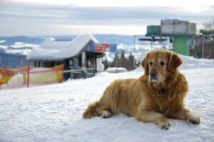 Ünlülerin Tercih Ettiği Evcil Hayvan Otelleri