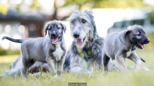 yavru kardeş köpekler ve tek yumurta ikizi köpekler