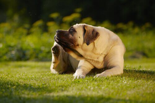 kaşınan köpek çimlerin üzerinde oturuyor ve köpeğinizin gluten intoleransı olabilir