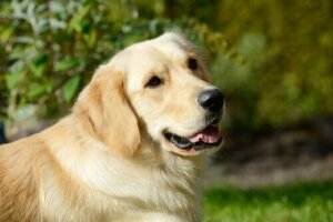 Köpeğinize Neden Kenevir Veremezsiniz?