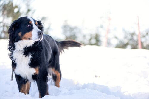 Köpeğinizi Karda Dışarı Çıkartmak: Bilmeniz Gerekenler
