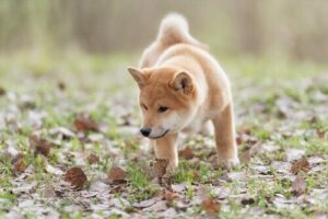 Köpeklerin Yeteneklerini Öğrenin