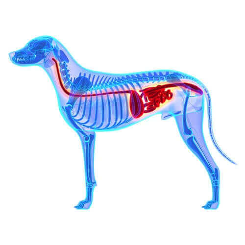 köpek anatomisi