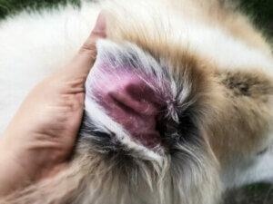 Kulağında dermatit ola köpek