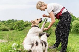 Pati veren bir köpek