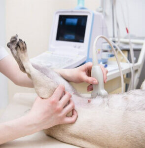 Dişi bir köpek ve ultrason