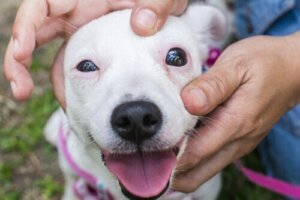 Kontrol edilen bir köpek