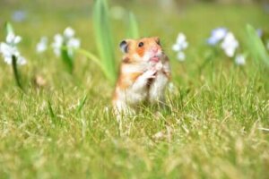 Küçük Hayvanlar İçin Mükemmel Ev Nasıl Yaratılır?