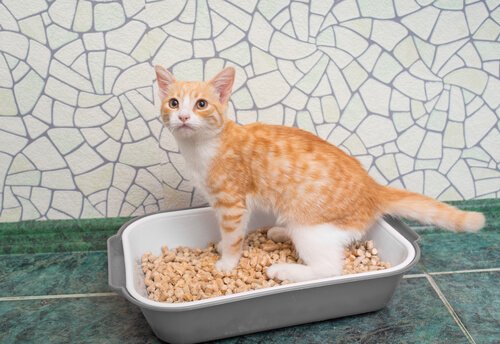 küçük kum kabında duran kedi