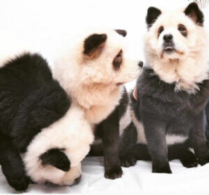 Panda Chow Chow: Köpek mi Yoksa Panda mı?
