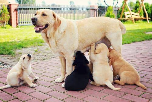 Farklı renkteki yavrularını emziren köpek