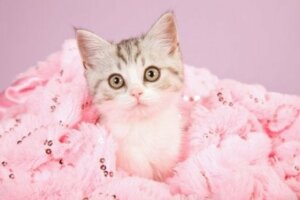 Tüyleri boyanmış bir kedi