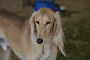 Saat Değişimi Köpekleri Etkiler Mi?