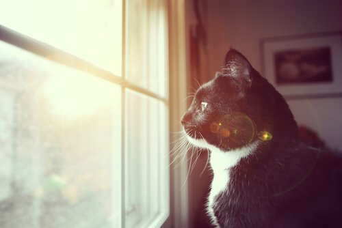 Kedinizin Sağır Olduğunu Anlamanın 7 Yolu