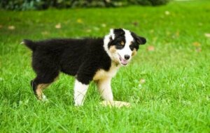 Köpeğinizin Dışkısı Neden Sarı Renktedir?