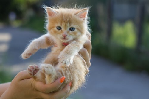 yavru sarı kedi ve kedi sahiplenmek