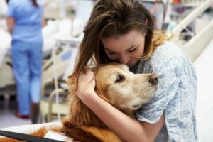 Hayat Kurtaran Tıbbi Müdahale Köpekleri