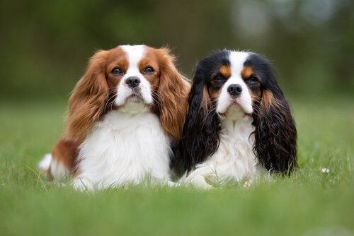 iki sevimli köpek çimlerde oturuyor