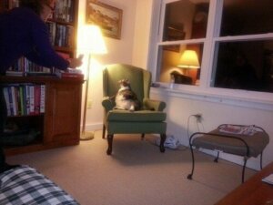 Dünyanın En Şişman Kedisi Bir Otelde Yaşıyor