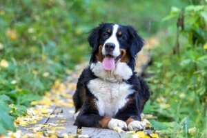 Bernese Dağ Köpeği Hakkında Merak Ettiğiniz Her Şey