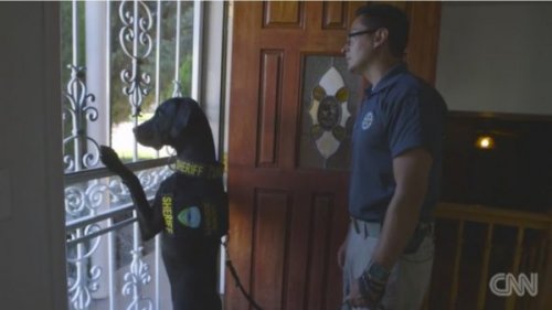 siyah köpek dışarı bakıyor