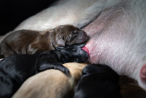 Köpeklerde emzirme