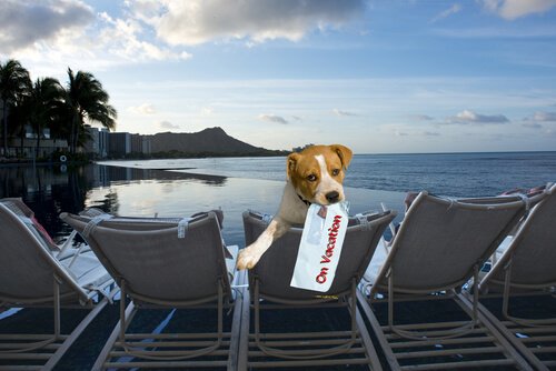 tatildeki köpek
