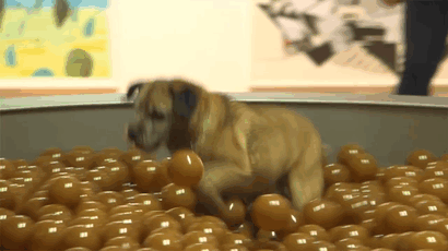 top havuzunda köpek