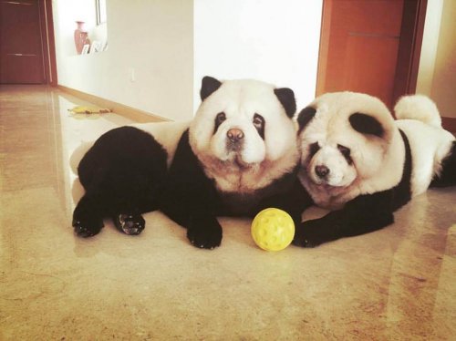 topla oynayan iki panda chow chow