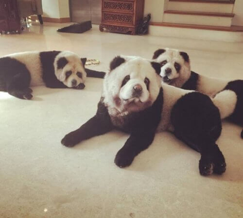 yatan üç panda chow chow